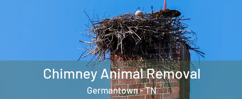  Chimney Animal Removal Germantown - TN