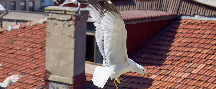 Residential Chimney Animal Removal Solution in Germantown, TN