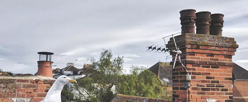Chimney Cleaning And Restoration in Germantown, Tennessee